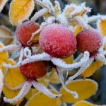 Прогнозуються перші заморозки по Одеській області
